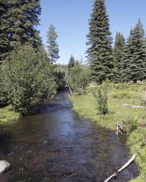 North Fork of White River Arizona Dragonflies